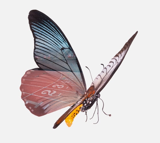 Ein Schmetterling mit einer Spiegelung eines Stadions